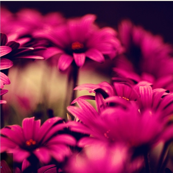 Meet your Posher, Terri-lynn - Picture 1 of 1